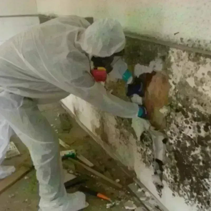 Mold Remediation and Removal in Lyons, CO